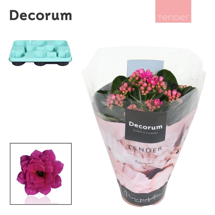 <h4>Kalanchoe Decorum TENDER - Serenity Purple</h4>