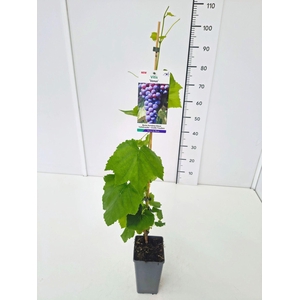 Vitis overig wit
