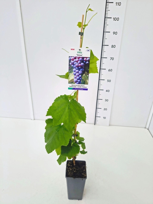 <h4>Vitis overig wit</h4>
