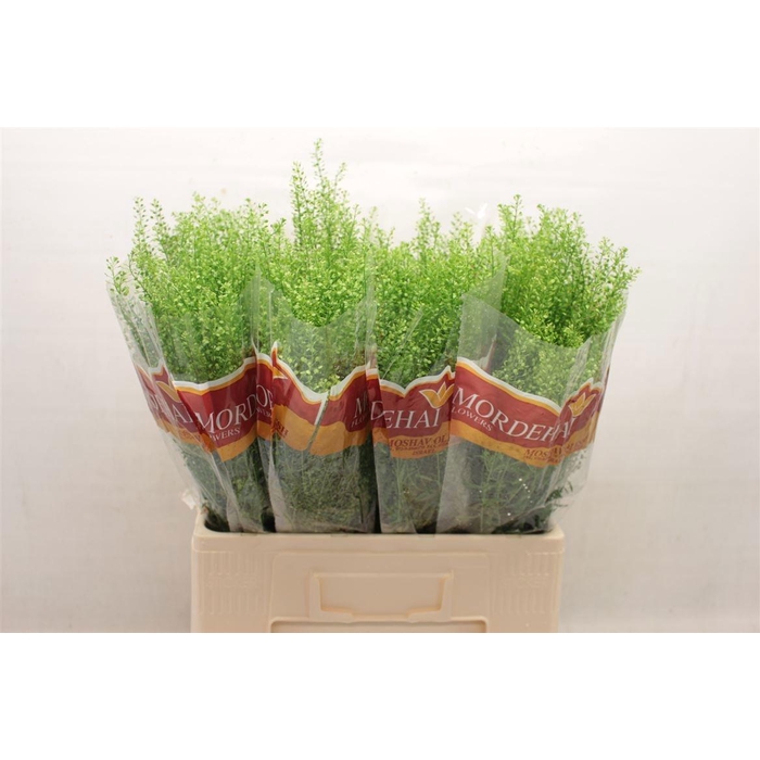 <h4>LEP RU GREEN BELL</h4>