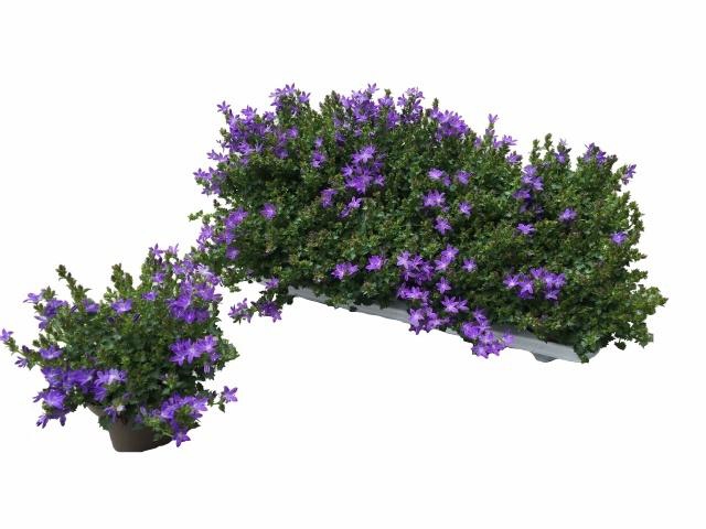 <h4>CAMP POSCHARSKYANA</h4>