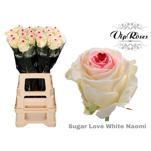 R GR SUGAR LOVE WHITE NAOMI
