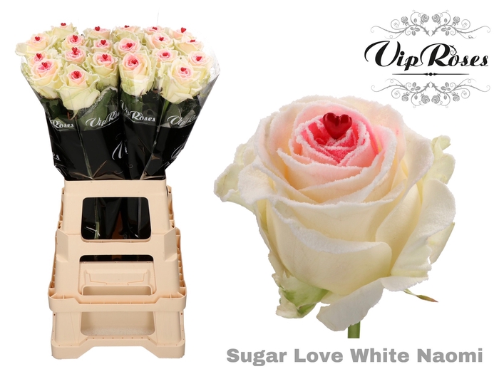R GR SUGAR LOVE WHITE NAOMI