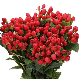 HYPERICUM MAGICAL TRIUMP Tessa