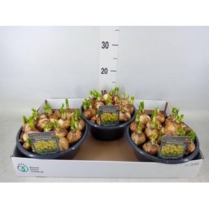 Narcissus  'Tete a tete'