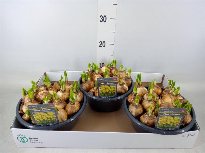 <h4>Narcissus  'Tete a tete'</h4>