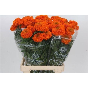 Tagetes E Promise Orange
