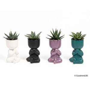 E 4299 W/HAWORTHIA MIX 6 CM