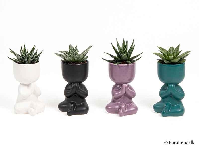 <h4>E 4299 W/HAWORTHIA MIX 6 CM</h4>