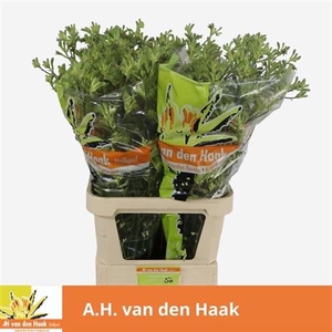 Anigoz Groen Xxl