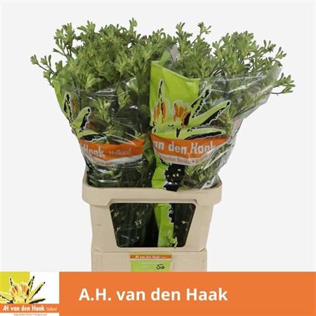 <h4>Anigoz Groen Xxl</h4>