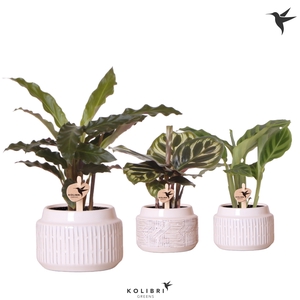 Calathea Gemengd Keramiek Maze White