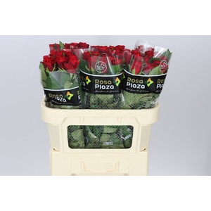 Rosa Gr Red Ribbon