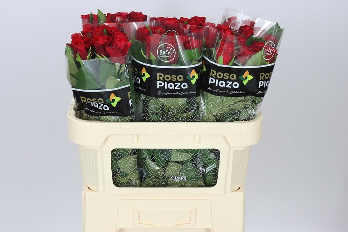 <h4>Rosa Gr Red Ribbon</h4>