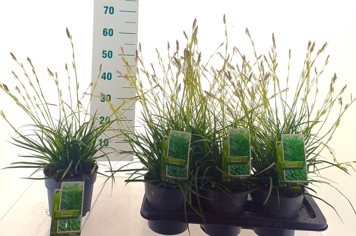 <h4>CARE MORROWII</h4>