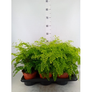 Adiantum raddi. 'Fragrans'