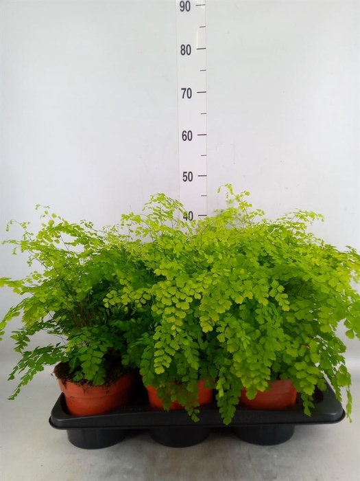 <h4>Adiantum raddi. 'Fragrans'</h4>