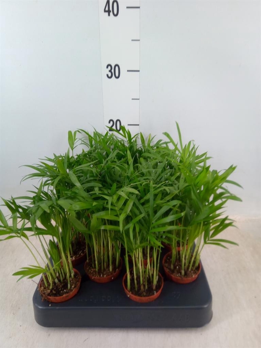 <h4>Chamaedorea elegans</h4>