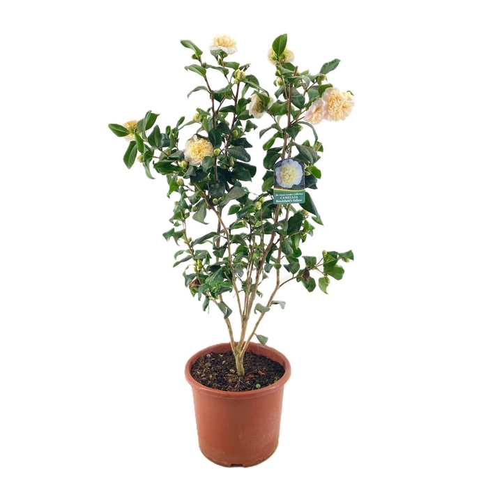 <h4>Camellia Japonica</h4>