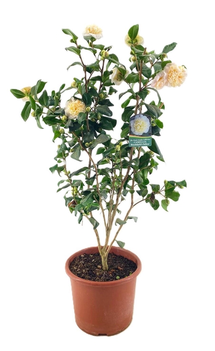 Camellia Japonica
