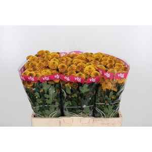 Chr San Aaa Doria Or