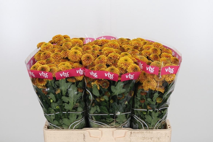 <h4>Chr San Aaa Doria Or</h4>