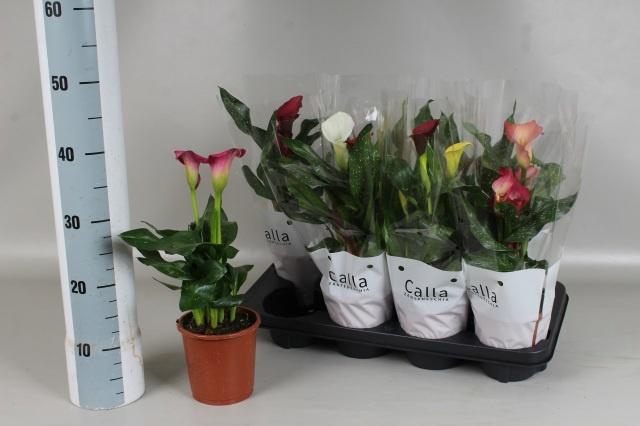 <h4>ZANT GEM 5 KL</h4>