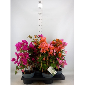 Bougainvillea  'Sanderiana'