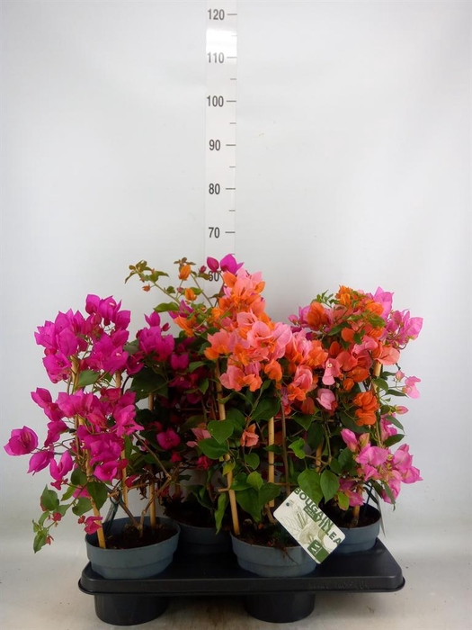 <h4>Bougainvillea  'Sanderiana'</h4>
