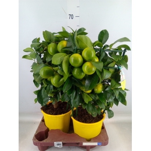 Citrus meyeri 'Meyer'