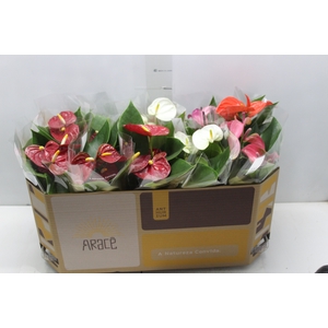 ANTHURIUM VARIADO P12