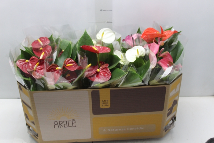 <h4>ANTHURIUM VARIADO P12</h4>