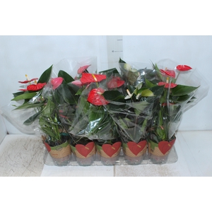 ANTHURIUM VARIADO P12