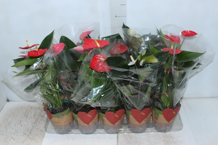 <h4>ANTHURIUM VARIADO P12</h4>
