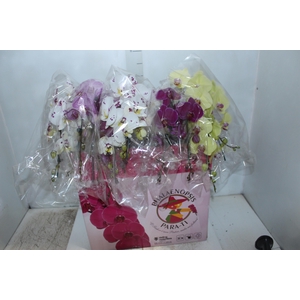 PHAL. CASC. ESP. 2 HT P15 2 HA MULT