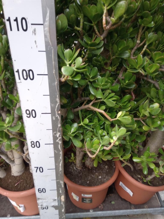 <h4>Crassula ovata</h4>
