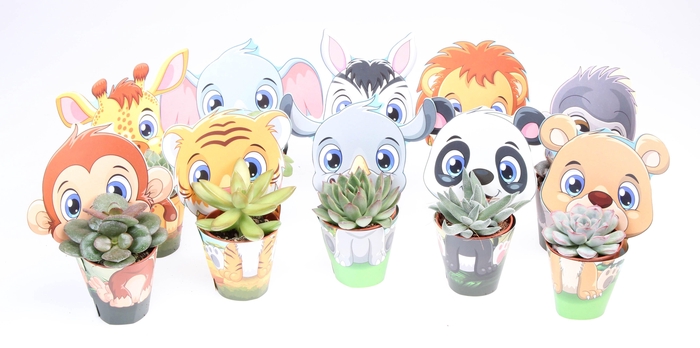 <h4>Potcover zoo succulent mix</h4>