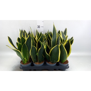 Sansevieria trifa. 'Black Gold'
