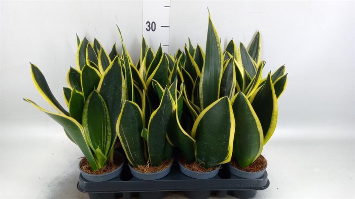 <h4>Sansevieria trifa. 'Black Gold'</h4>