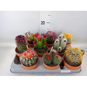 Cactus   ...decorated