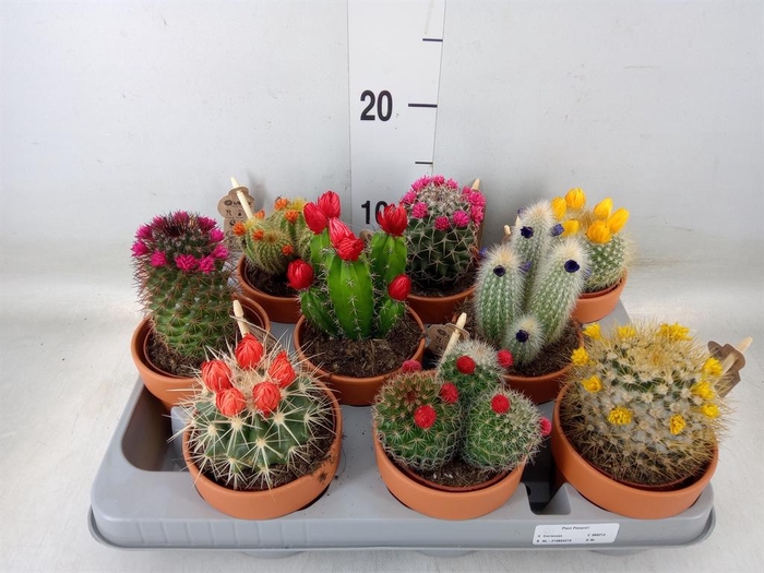 <h4>Cactus   ...decorated</h4>