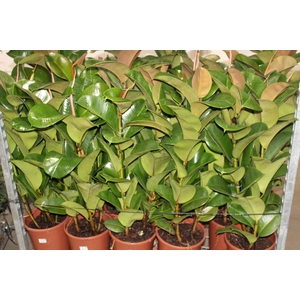 FICUS ELASTICA CLOE P24