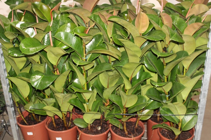 <h4>FICUS ELASTICA CLOE P24</h4>