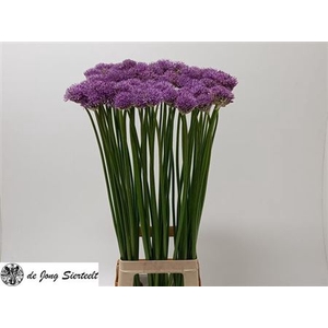 ALLIUM GLADIATOR