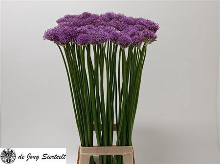 ALLIUM GLADIATOR
