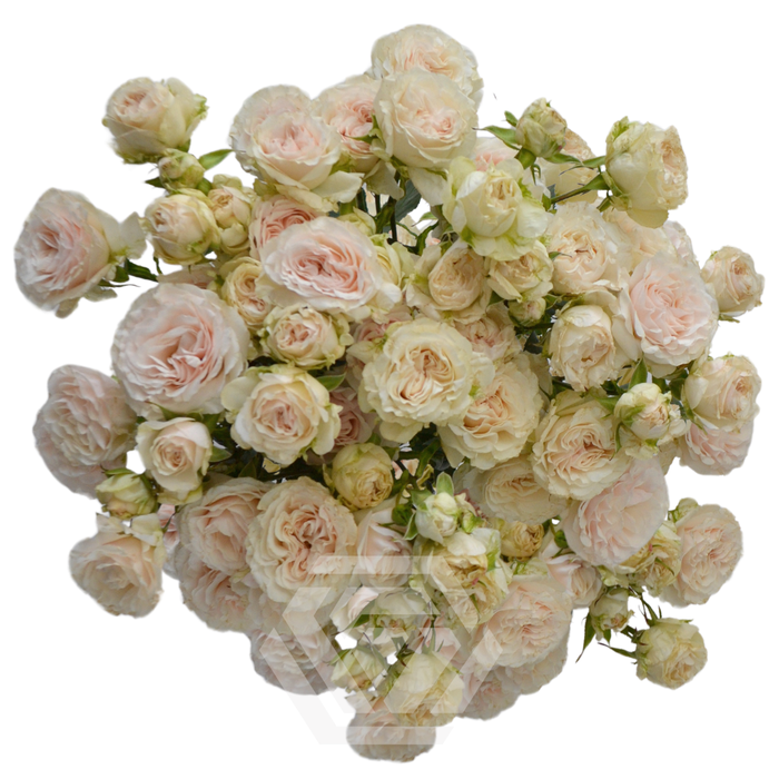 <h4>R TR BE TRUE Tessa</h4>