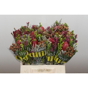 BQ Protea Hybride SFB