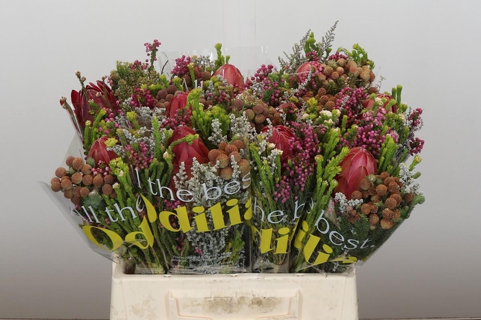 <h4>BQ Protea Hybride SFB</h4>