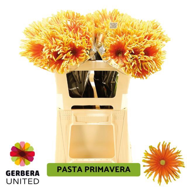 GE KV PASTA PRIMAVER