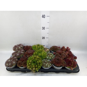 Sempervivum   ...mix